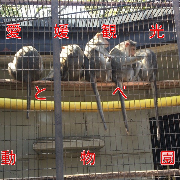 とべ動物園はデートで使える 駐車場やアクセス方法も紹介